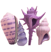 かいがらのスクリーンのhttps://img.game8.jp/5864624/6d0d30a46e4a1fe4a199f0eaa79a4695.png/showの画像