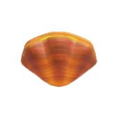 かいがらのランプのhttps://img.game8.jp/5864891/ecc8536055dc880fa73a8795b36853d1.png/showの画像