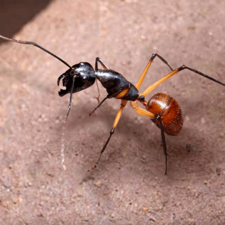 ザ アンツ 弾丸アリの評価と基本情報 ゲームエイト