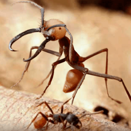 ザ アンツ バーチェルグンタイアリの評価と基本情報 ゲームエイト