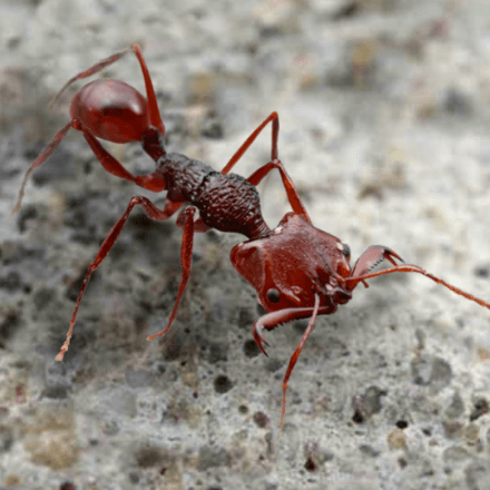 ザ アンツ 紫品質のアリ一覧 特化アリ ゲームエイト