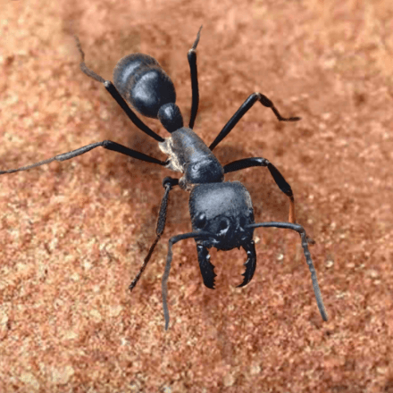 ザ アンツ 弾丸アリの評価と基本情報 ゲームエイト