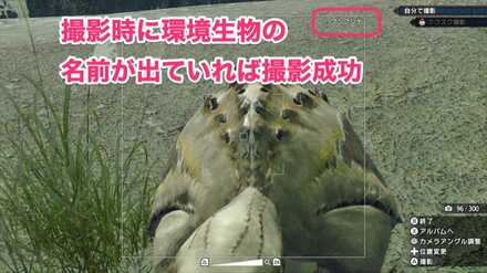 ブンブジナのおしり