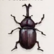 カブトムシ