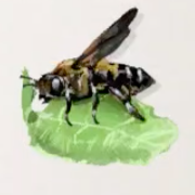 クズハキリバチ