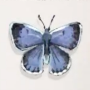 オオルリシジミ