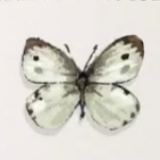 モンシロチョウ