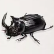 ダイコクコガネ