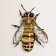 セイヨウミツバチ