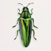 ヤマトタマムシ