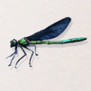 アオハダトンボ