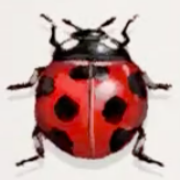 ナナホシテントウ