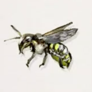 トモンハナバチ