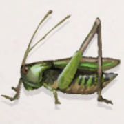 ニシキリギリス