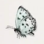 ゴイシツバメシジミ