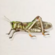 トノサマバッタ