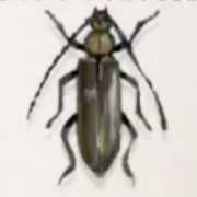 ミヤマカミキリ