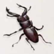 ノコギリクワガタ