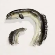 ニホンウナギ画像