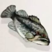 オヤニラミ画像