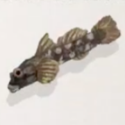 オオヨシノボリ画像