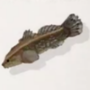 カワアナゴ画像