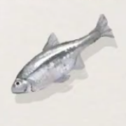 カワバタモロコ画像