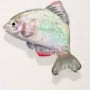 ヤリタナゴ画像