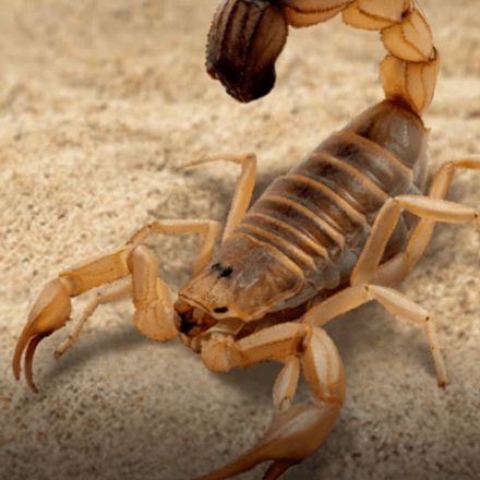 ザ アンツ サソリの評価と基本情報 ゲームエイト