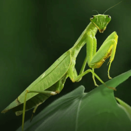 ザ アンツ ジャイアント蟷螂の評価と基本情報 ゲームエイト