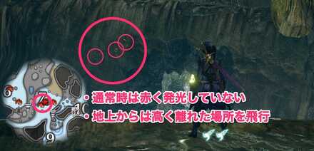 コダマコウモリノ撮影