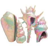 かいがらのスクリーンのパールの画像