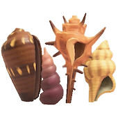 かいがらのスクリーンのブラウンの画像