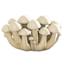 キノコのスクリーンのしろキノコの画像