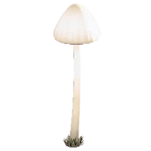 キノコのランプのしろキノコの画像