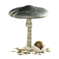 キノコのパラソルのあやしいキノコの画像