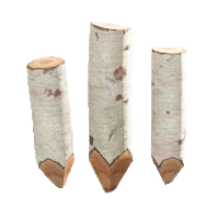 まるたのくいの白樺の画像