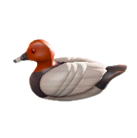 デコイのホシハジロの画像