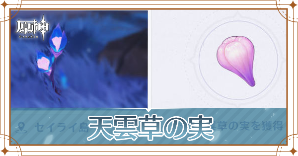 天雲草の実の入手場所と使い道