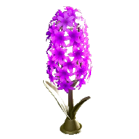 ヒヤシンスのランプのパープルの画像