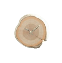 まるたのかべかけどけいの白樺の画像