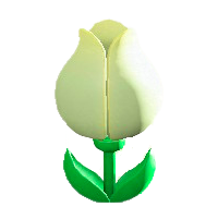 チューリップのビックリばこのホワイトの画像