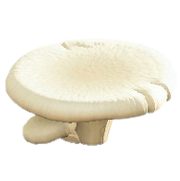 キノコのテーブルのしろキノコの画像