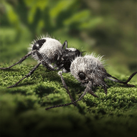 ザ アンツ 最強特化アリランキング ゲームエイト