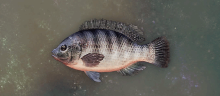 ポンドティラピア画像