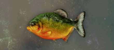 ガナスハロスピラニア