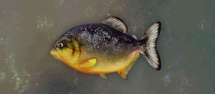 ベルセルクピラニア画像