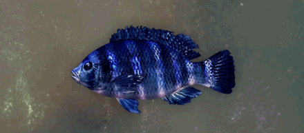 アズールティラピア