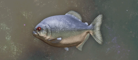 ネヴィーラピラニア画像