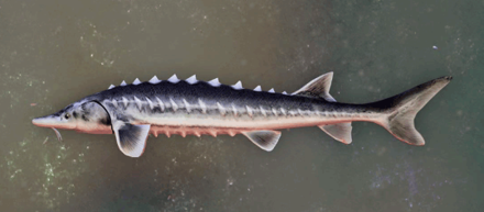 ヨロイチョウザメ